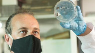 Desarrollan en la UNLP un insecticida contra especies chupasangre, que no daña el medioambiente