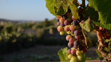 La UMAZA es la primera casa de estudios en ingresar a Wine in Moderation