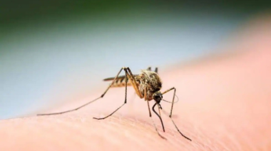 La UNLaM lanzó una campaña de prevención contra el mosquito Aedes aegypti