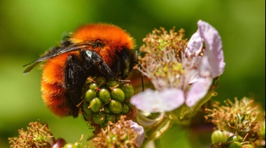 Especialistas del CONICET impulsan proyectos científicos para conservar la biodiversidad