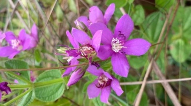 La UNAM lanza una app sobre la biodiversidad de la selva Paranaense de la provincia