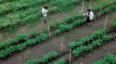 Biotecnología argentina: investigadores de la UBA desarrollan papas más resistentes a la sequía