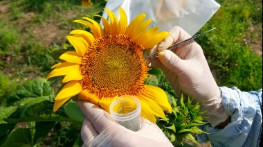 Girasol: revelan mecanismo que podría abrir camino hacia nuevas estrategias de mejoramiento genético