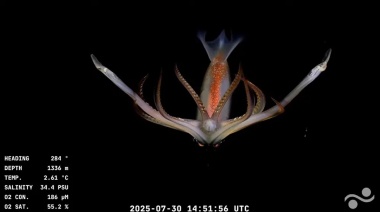 El CONICET vuelve al fondo del mar para investigar zonas nunca vistas del Mar Argentino