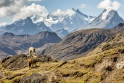 Evalúan mecanismos de cambios en la biodiversidad a lo largo de la Cordillera de los Andes