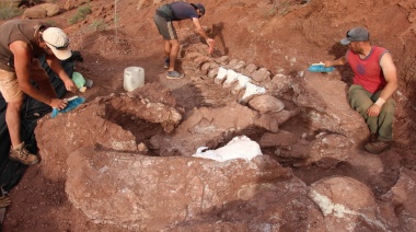 Científicos del CONICET hallan un gigantesco dinosaurio “cuello largo” en Neuquén