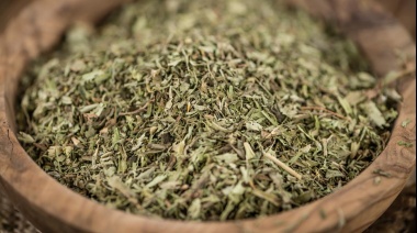 Un científico expondrá en Estados Unidos sobre la posibilidad de generar yerba descafeinada