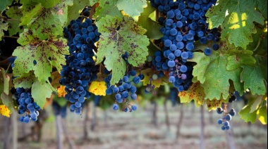 El MINCyT financiará proyectos de investigación orientados al sector vitivinícola