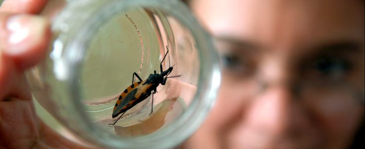 Chagas en Argentina: más de 1,3 millones de personas tienen la enfermedad