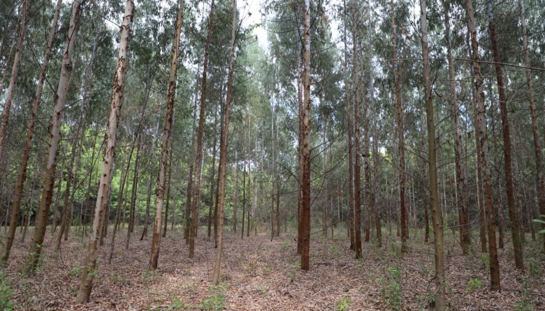 Multiplican especies forestales para generar beneficios ambientales y económicos