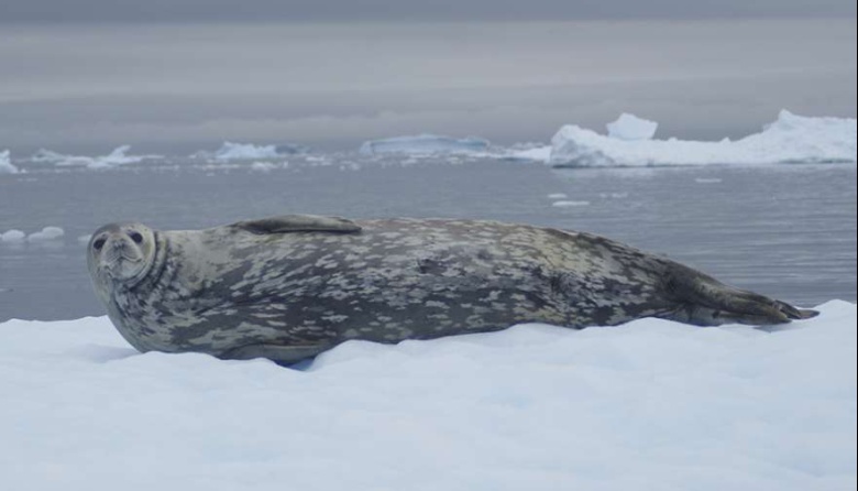 Monitoreo de contaminación ambiental: encuentran microplásticos en focas de la Antártida