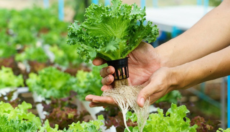 Cultivo sin tierra en el hogar: desarrollo de la UNLaM y el INTA para producir alimentos con hidroponía