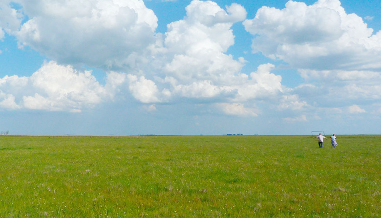 Científicos del CONICET evalúan estrategias para mejorar la productividad de los pastizales
