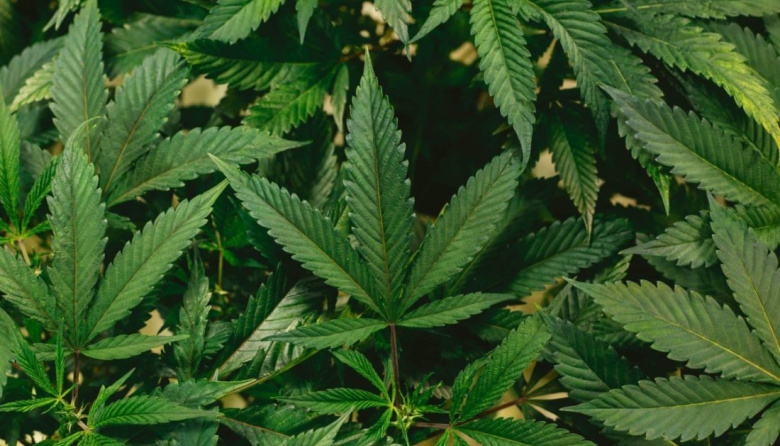 Desarrollo de bioproductos derivados del Cannabis transferibles a la industria farmacéutica