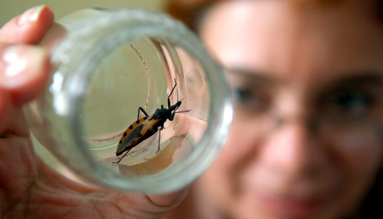 Chagas en Argentina: más de 1,3 millones de personas tienen la enfermedad