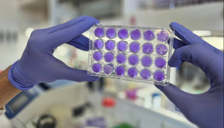 Hallan un mecanismo común de replicación para los virus del dengue, Zika y fiebre amarilla
