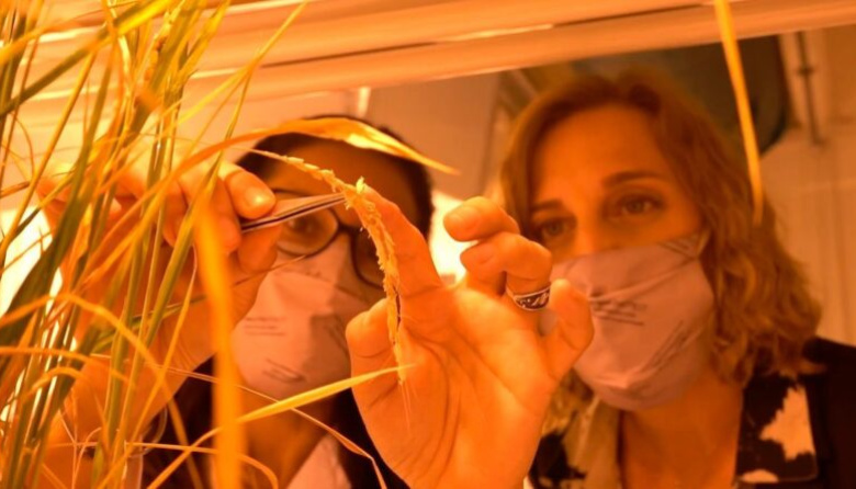 Dos biotecnológicas incubadas por el CONICET son finalistas del “Mundial de Innovación” de la ONU