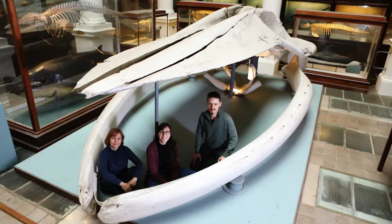Un estudio de la UNLP reconstruyó cómo las ballenas conquistaron los océanos durante 50 millones de años