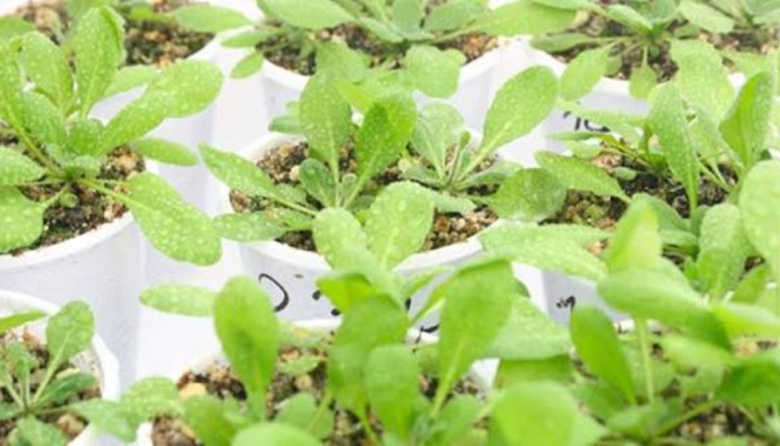 Determinan un nuevo jugador clave para la floración de las plantas
