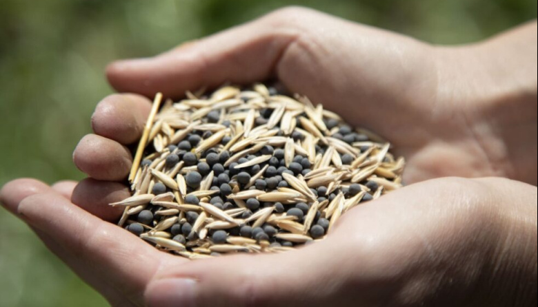 Siembra de cereales y leguminosas en el campo experimental de la UNAHUR