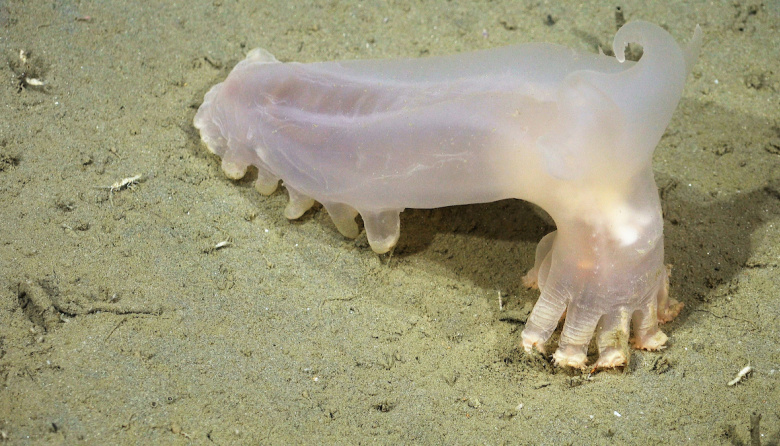 Descubren 57 nuevas especies en los cañones submarinos de Argentina