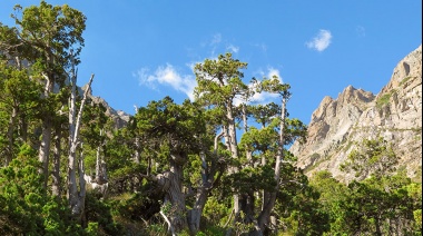 Proyectan que el cambio climático tendrá impactos negativos en bosques mediterráneos de América del Sur