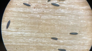 Una solución para el Dengue