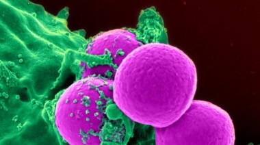 BIObootcamp UADE: el campamento online de BIOciencias en su edición de invierno 2021