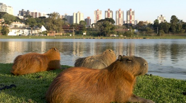 Carpinchos: científicos y científicas del CONICET reflexionan sobre los acontecimientos de Nordelta