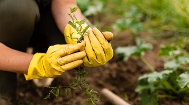 Consejos prácticos para tener el jardín deseado