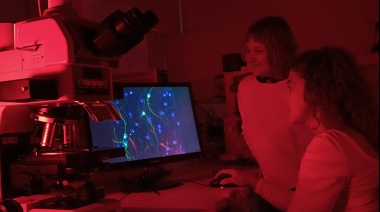 Realizan un nuevo descubrimiento sobre la regeneración de neuronas