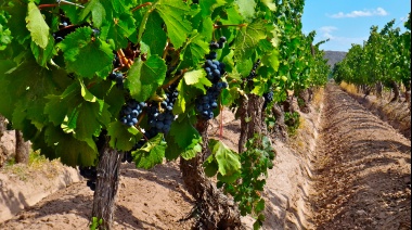 Desarrollan estudio científico para caracterizar la identidad de los Malbec argentinos