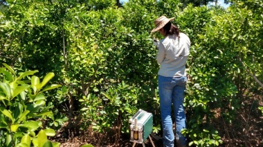 Estudian la incorporación de otros árboles en las plantaciones de yerba mate para mejorar el rendimiento del cultivo