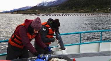 Especialistas del CONICET analizan el canal Beagle para el primer cultivo de mejillones a escala industrial