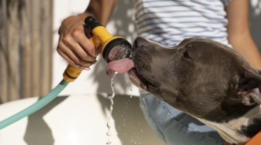 No esperes la ola de calor: empezá hoy a cuidar a tu mascota