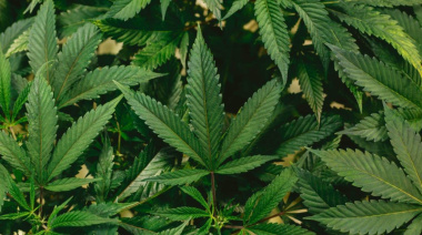 Desarrollo de bioproductos derivados del Cannabis transferibles a la industria farmacéutica