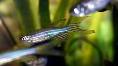 Especialistas del CONICET desentrañaron cómo el pez cebra recupera un órgano dañado en siete días
