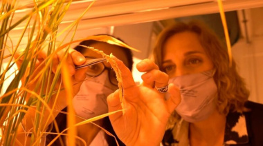 Dos biotecnológicas incubadas por el CONICET son finalistas del “Mundial de Innovación” de la ONU