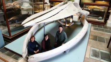 Un estudio de la UNLP reconstruyó cómo las ballenas conquistaron los océanos durante 50 millones de años