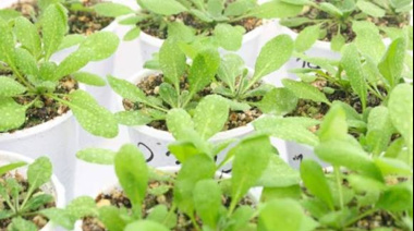 Determinan un nuevo jugador clave para la floración de las plantas