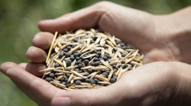 Siembra de cereales y leguminosas en el campo experimental de la UNAHUR