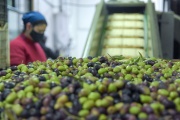 Apoyo de la UNCUYO a siete pymes mendocinas para llevar vino y aceite de oliva al mundo