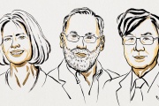 El Premio Nobel de Medicina fue para descubrimientos innovadores sobre la tolerancia inmunológica periférica