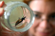 Chagas en Argentina: más de 1,3 millones de personas tienen la enfermedad