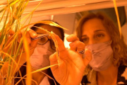 Dos biotecnológicas incubadas por el CONICET son finalistas del “Mundial de Innovación” de la ONU