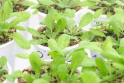 Determinan un nuevo jugador clave para la floración de las plantas