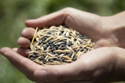 Siembra de cereales y leguminosas en el campo experimental de la UNAHUR