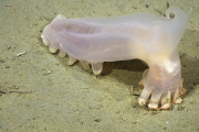 Descubren 57 nuevas especies en los cañones submarinos de Argentina