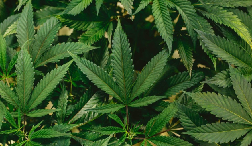 Desarrollo de bioproductos derivados del Cannabis transferibles a la industria farmacéutica