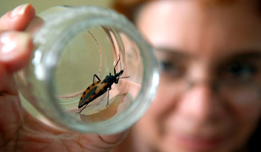 Chagas en Argentina: más de 1,3 millones de personas tienen la enfermedad